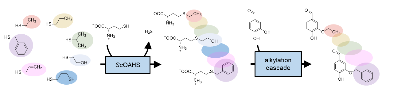 Figure_of_Contents_four_enzyme_alkylation_MM