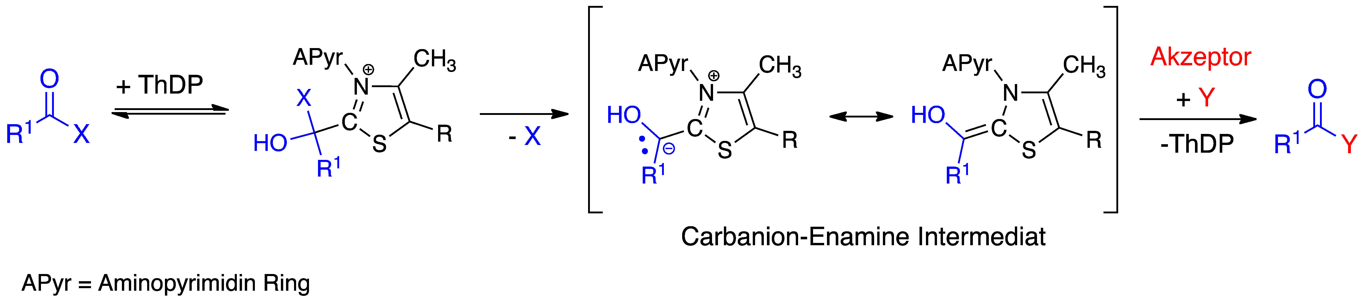 Mechanismus generell ThDP